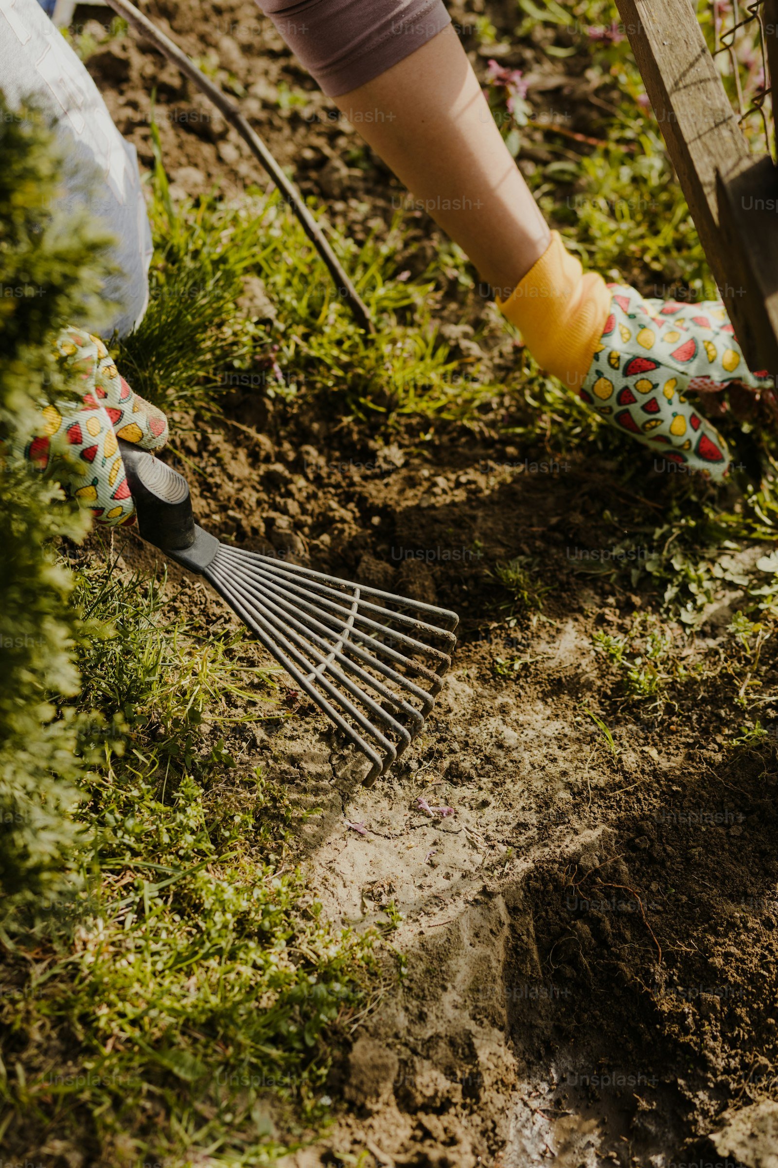 Person using rake on yard soil
