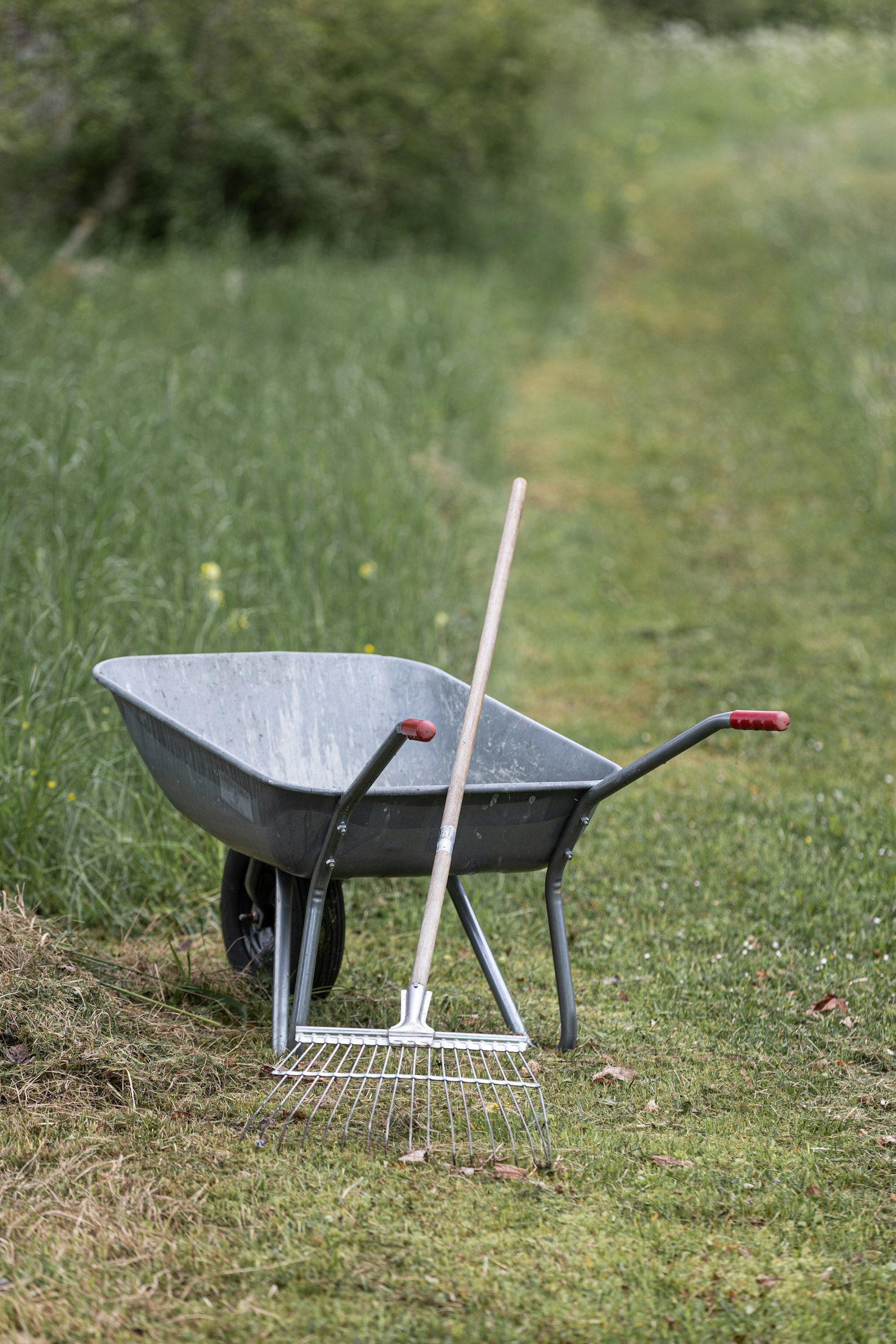 Wheelbarrow and rake in green yard